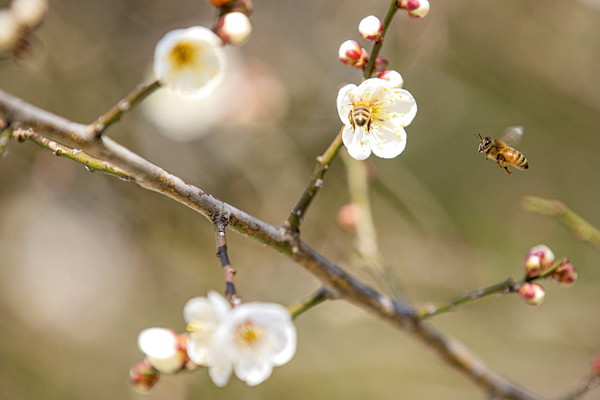  ▲ 매화와 꿀벌 : 개천면 옥천사에서 꿀벌이 봄을 찾고 있다.